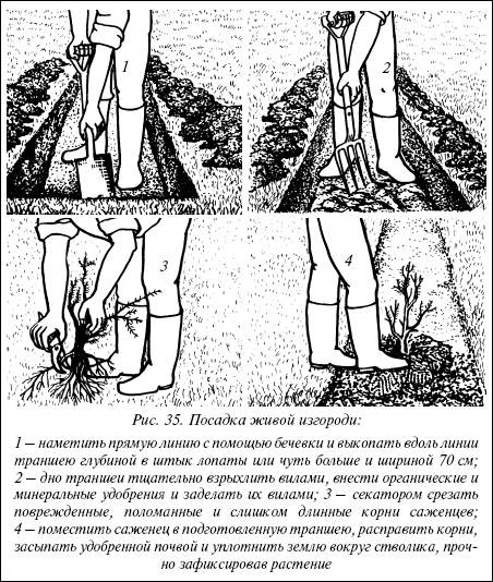 Бирючина схема посадки