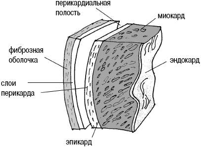 Миокард на рисунке