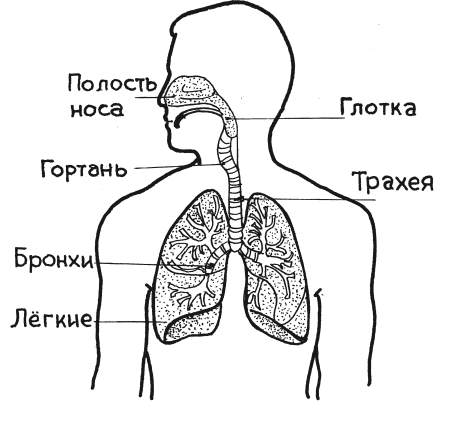 3 органа дыхания. Дыхательная система органов дыхания схема. Дыхательная система человека схема 3 класс. Дыхание человека схема 3 класс. Дыхательная система человека для детей 3 класса.