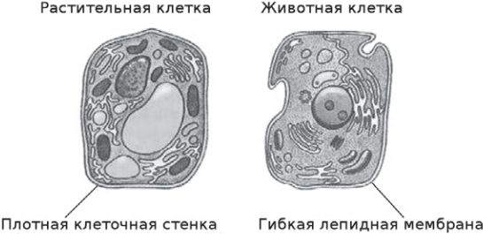 Автолиз клетки. Участвует в самопереваривание клетки автолизе. Автолиз дрожжей.