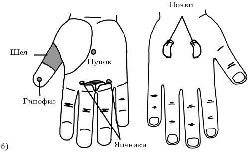 Су джок точки на ладони схема и описание