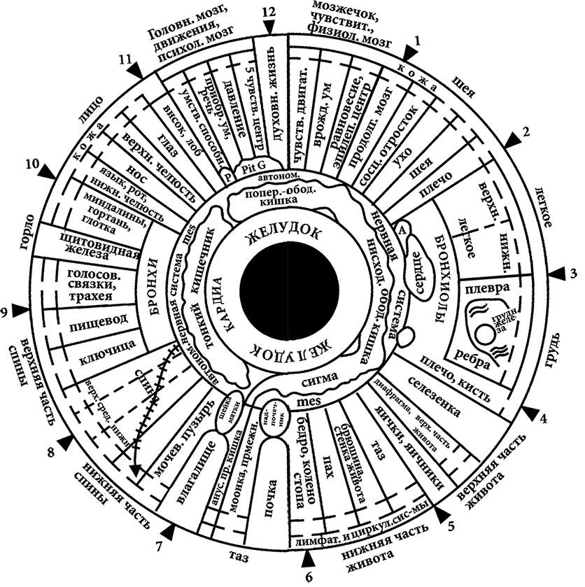 Иридодиагностика фото с расшифровкой