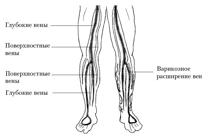 Расположение вен на ногах человека схема