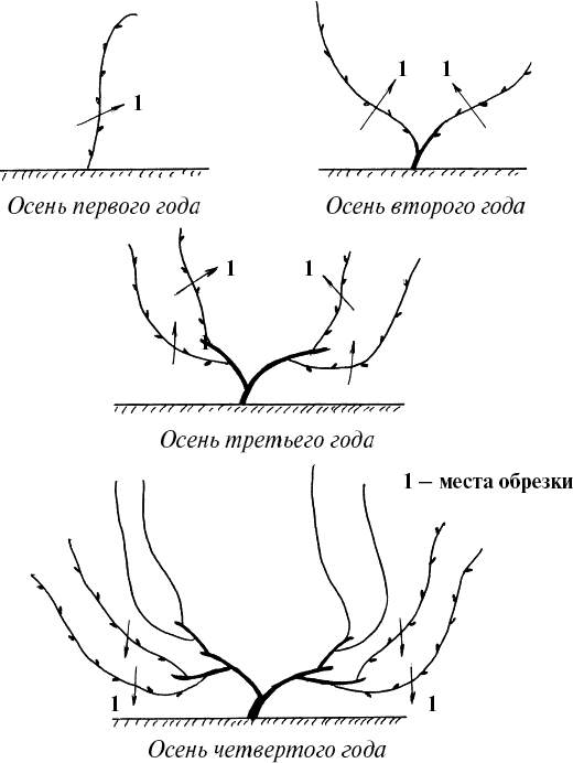 Виноград подвязка схема
