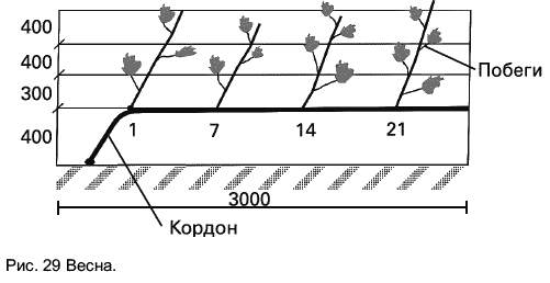 Горизонтальный кордон винограда схема и размеры