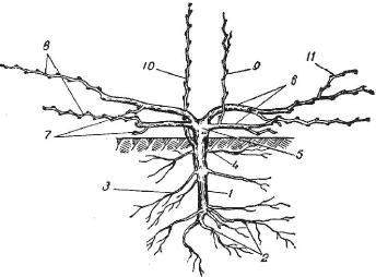 Куст винограда схема строения