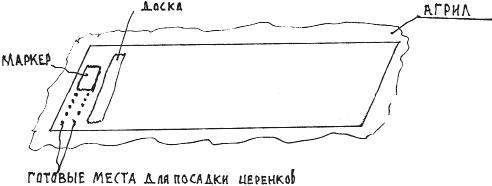 Школка винограда схема посадки