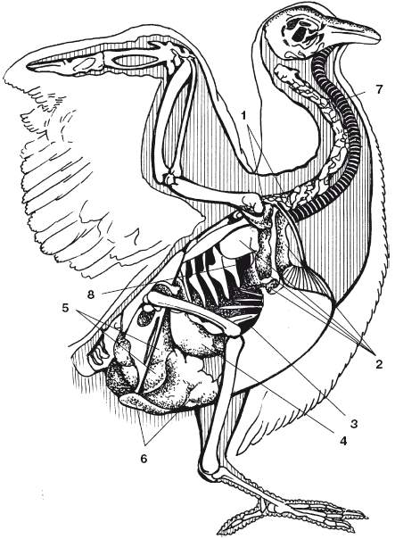 Внутреннее строение голубя рисунок