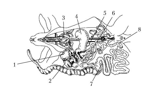 Схема строения пищеварительной системы кролика