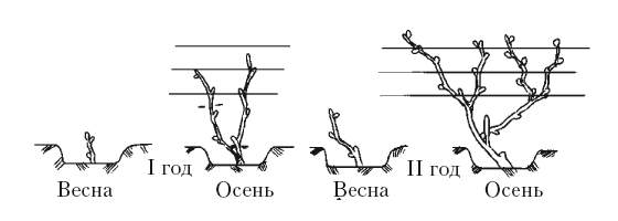 Схема посадки актинидии