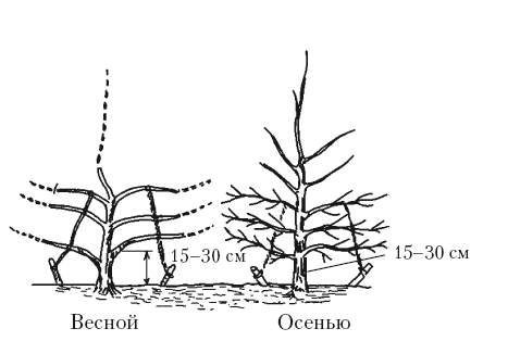 Формирование веретена. Схема обрезки яблони Стройное Веретено. Обрезка яблони Веретено схема. Схема обрезки яблони Веретено. Формирование кроны яблони веретеном схема.