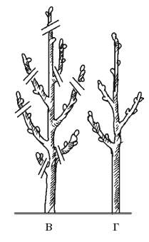 Как правильно обрезать колоновидную яблоню весной. Обрезка колоновидной яблони. Схема обрезки колоновидных яблонь. Обрезка колоновидной яблони схема. Схема обрезки колоновидной яблони.
