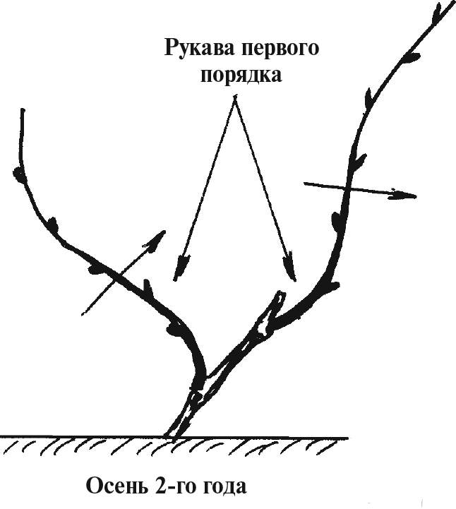 Формирование куста винограда весной для начинающих в картинках
