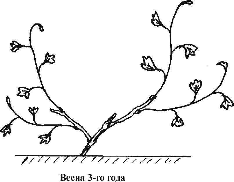 Формирование винограда схема самая простая по годам в подмосковье