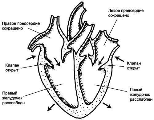 Строение сердца схема егэ