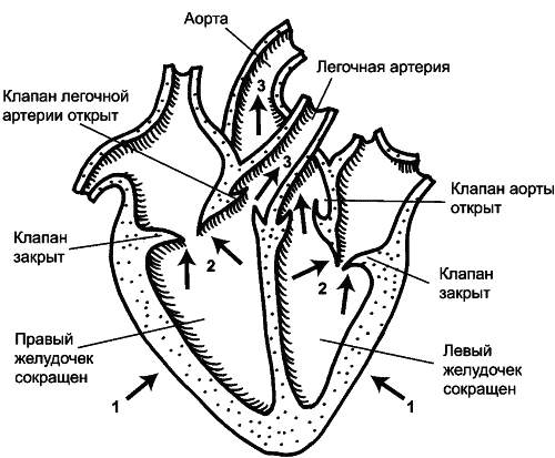 Строение сердца рисунок с подписями карандашом