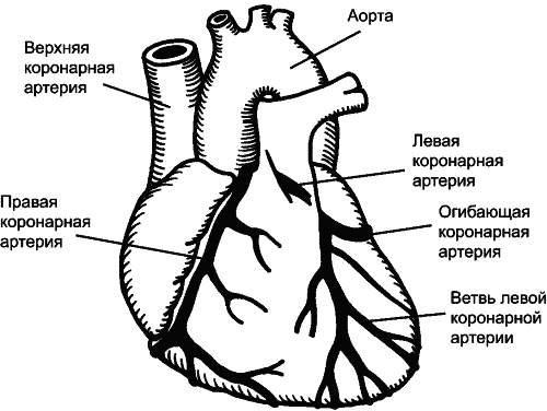 Коронарные артерии анатомия схема