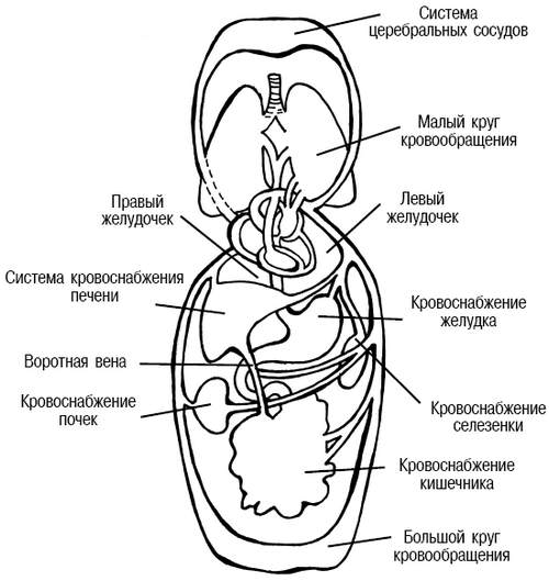 Система кровообращения рисунок