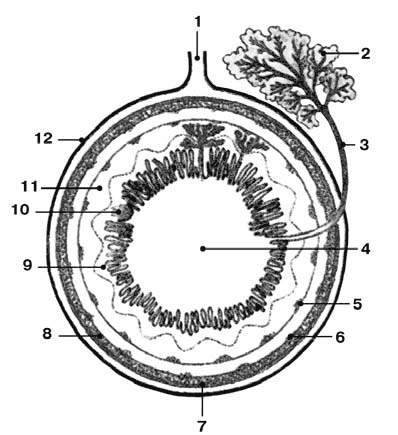 Рака как вместилище. Слои пищеварительной трубки на поперечном разрезе. Оболочки трубчатых органов. Подслизистая основа строение. Сплетение Мейснера и Ауэрбаха.