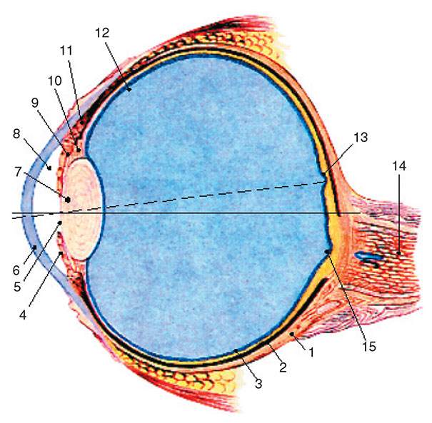 Строение глазного яблока. Фиброзная оболочка глазного яблока. Сагиттальный срез глазного яблока. Глазное яблоко в сагиттальном разрезе. Схематический разрез глазного яблока.