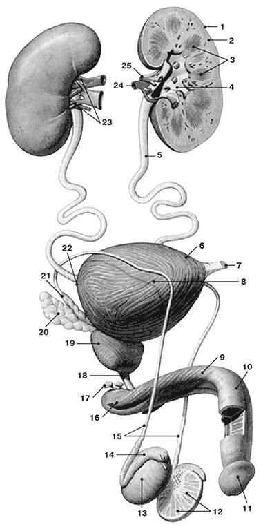 Схема мочеполовой системы мужчины в картинках