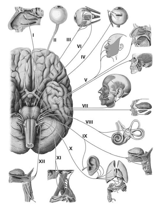 Черепные нервы схемы