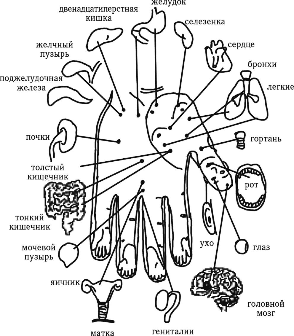 Массажные точки на руках за что отвечают схема