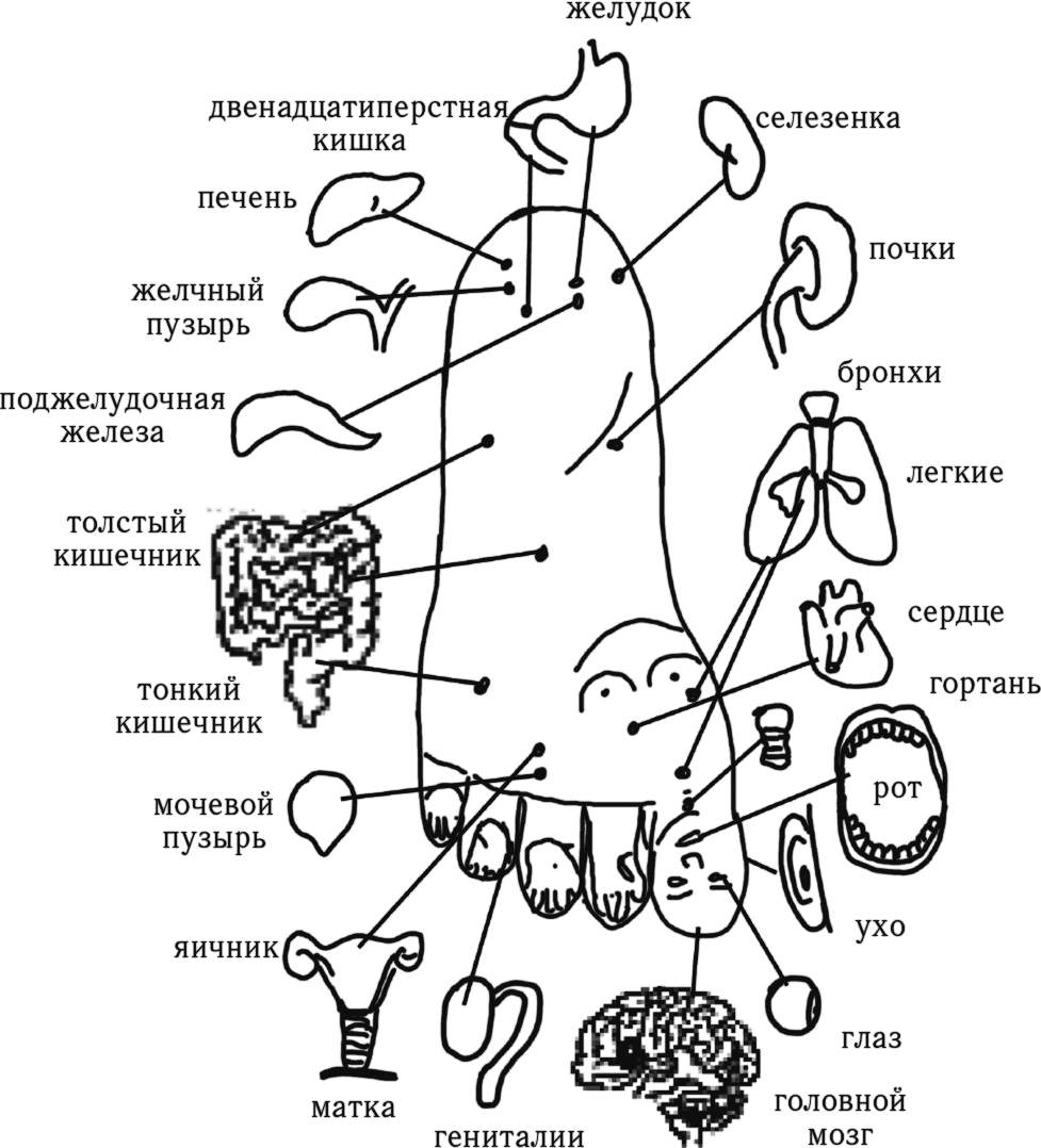 Поджелудочная точки. Карта органов на стопе. Схема акупунктурных точек. Акупунктура тела человека схема. Проекция внутренних органов на лице по Огулову.